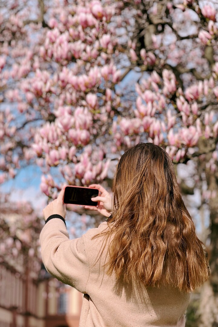 Eine Person mit langen, braunen Haaren fotografiert mit ihrem Smartphone den blühenden Magnolienbaum vorm Westflügel des Mannheimer Schlosses.