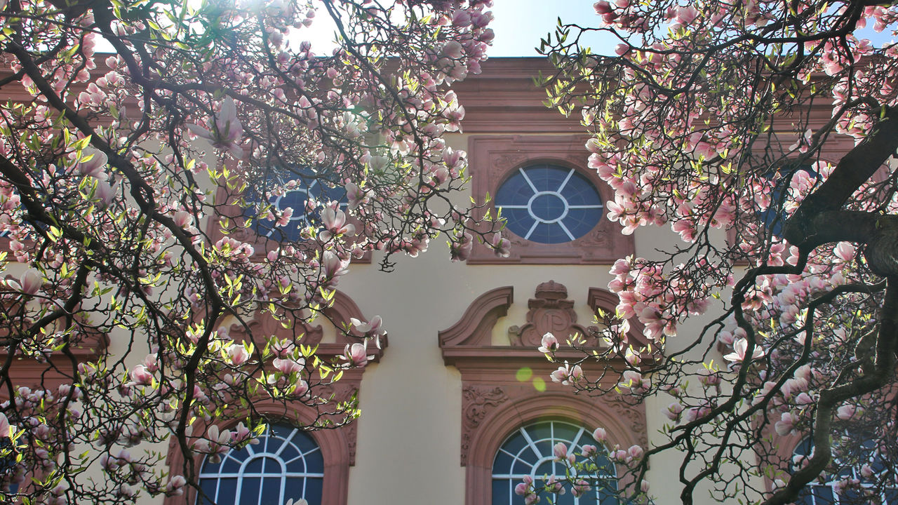 Die prachtvollen Blüten des rosafarbene Magnolienbaums vor der Universität Mannheim. Der Baum wird von der Sonne angestrahlt. Im Hintergrund ist die Fassade des Schlosses zu sehen.